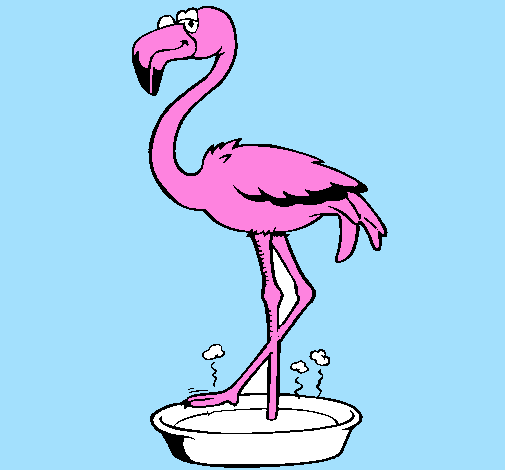 Flamingo com os pés de molho