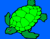 Desenho Tartaruga pintado por pez
