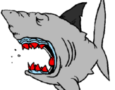 Desenho Tubarão pintado por henrique--tub  arao 