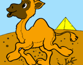 Desenho Camelo pintado por emiliano