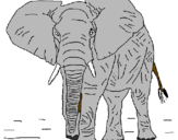Desenho Elefante pintado por joao victor