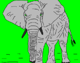 Desenho Elefante pintado por julio