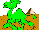 Desenho Camelo pintado por caio ramalho