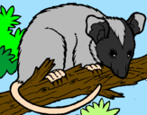 Desenho Ardilla possum pintado por mariana
