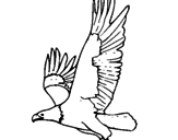 Desenho Águia a voar pintado por juli
