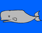 Desenho Baleia azul pintado por HENRIQUE