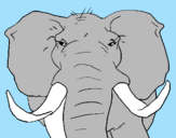Desenho Elefante africano pintado por eduarda sampaio