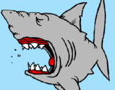 Desenho Tubarão pintado por brunomode45