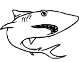 Desenho Tubarão pintado por anónimo
