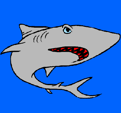 Tubarão