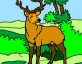 Desenho Veado adulto pintado por cervo