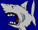 Desenho Tubarão pintado por Starsky 