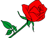 Desenho Rosa pintado por amanda