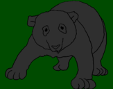 Desenho Urso panda pintado por gummy