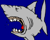 Desenho Tubarão pintado por hamon