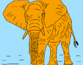 Desenho Elefante pintado por t