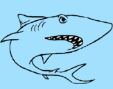 Desenho Tubarão pintado por yuri