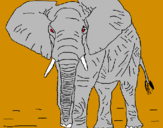 Desenho Elefante pintado por pedro