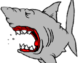 Desenho Tubarão pintado por anónimo