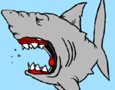 Desenho Tubarão pintado por Nandinho