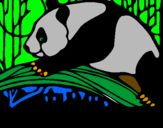 Desenho Urso panda a comer pintado por MATEUS