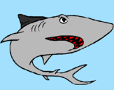 Desenho Tubarão pintado por fdsawebjxdfh nfjouidc