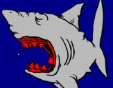 Desenho Tubarão pintado por tigresa