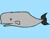 Desenho Baleia azul pintado por joao victor