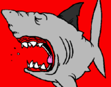 Desenho Tubarão pintado por tubarrock