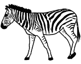 Desenho Zebra pintado por BIEL