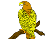 Desenho Águia num ramo pintado por vitor