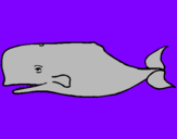 Desenho Baleia azul pintado por diogo