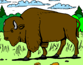 Desenho Búfalo pintado por Camila Bufalo