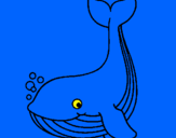 Desenho Pequena baleia pintado por vinicius