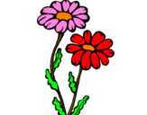Desenho Margaridas pintado por rosangela