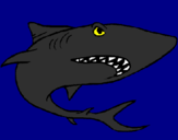 Desenho Tubarão pintado por lucas prado
