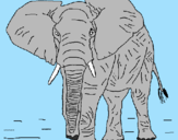 Desenho Elefante pintado por lucas  f