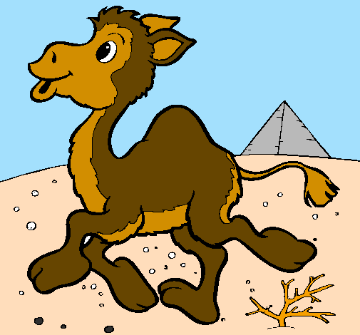 Camelo