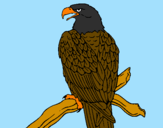 Desenho Águia num ramo pintado por Starsky 