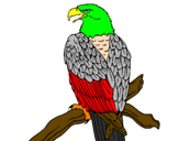 Desenho Águia num ramo pintado por joao victor