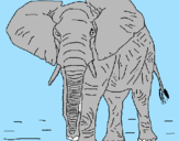 Desenho Elefante pintado por Rafael Toledo