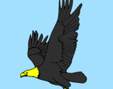 Desenho Águia a voar pintado por MIGUEL1