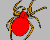 Desenho Aranha venenosa pintado por EMELIANO