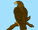 Desenho Águia num ramo pintado por kairo  cid