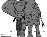Desenho Elefante pintado por yi