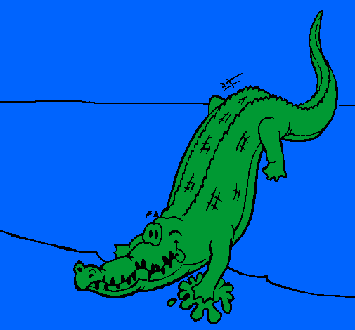 Crocodilo a entrar na água