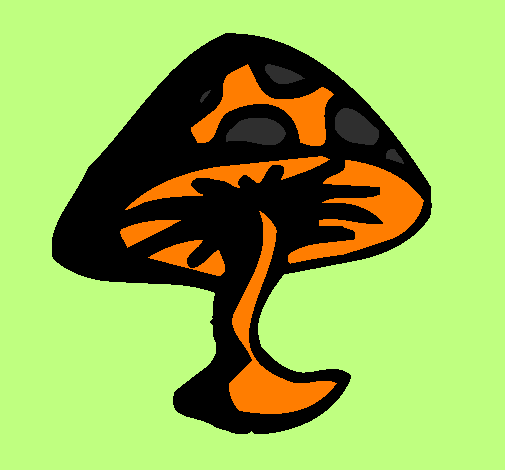 cogumelo venenoso