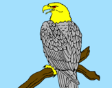 Desenho Águia num ramo pintado por MIGUEL1
