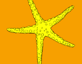 Desenho Estrelita do mar pintado por  luisa 