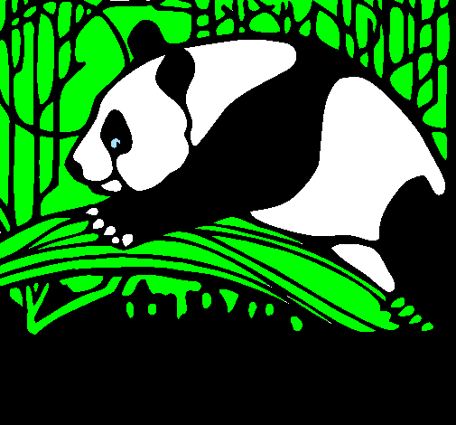 Urso panda a comer